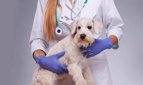 新瑞鵬寵物醫療集團獲數億美元戰略融資，騰訊領投推動寵物服務創新