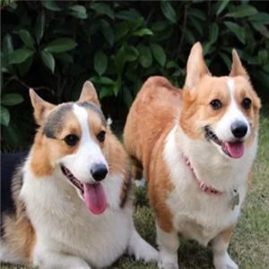 皇優寵物加盟店 專業寵物服務，打造愛寵溫馨家園