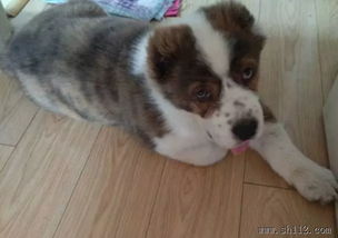 專業寵物寄養服務 Amy寵物，全市接送無憂