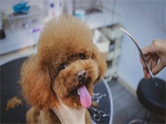 大連專業寵物訓練與服務指南