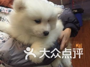 成都雙楠寵物服務(wù) 關(guān)愛(ài)寵物，呵護(hù)家庭伙伴