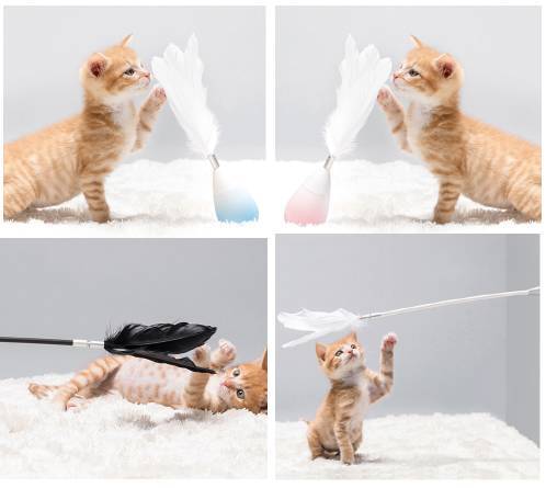 寵物用品品牌pidan完成數(shù)千萬(wàn)元A輪融資，加速寵物服務(wù)生態(tài)布局